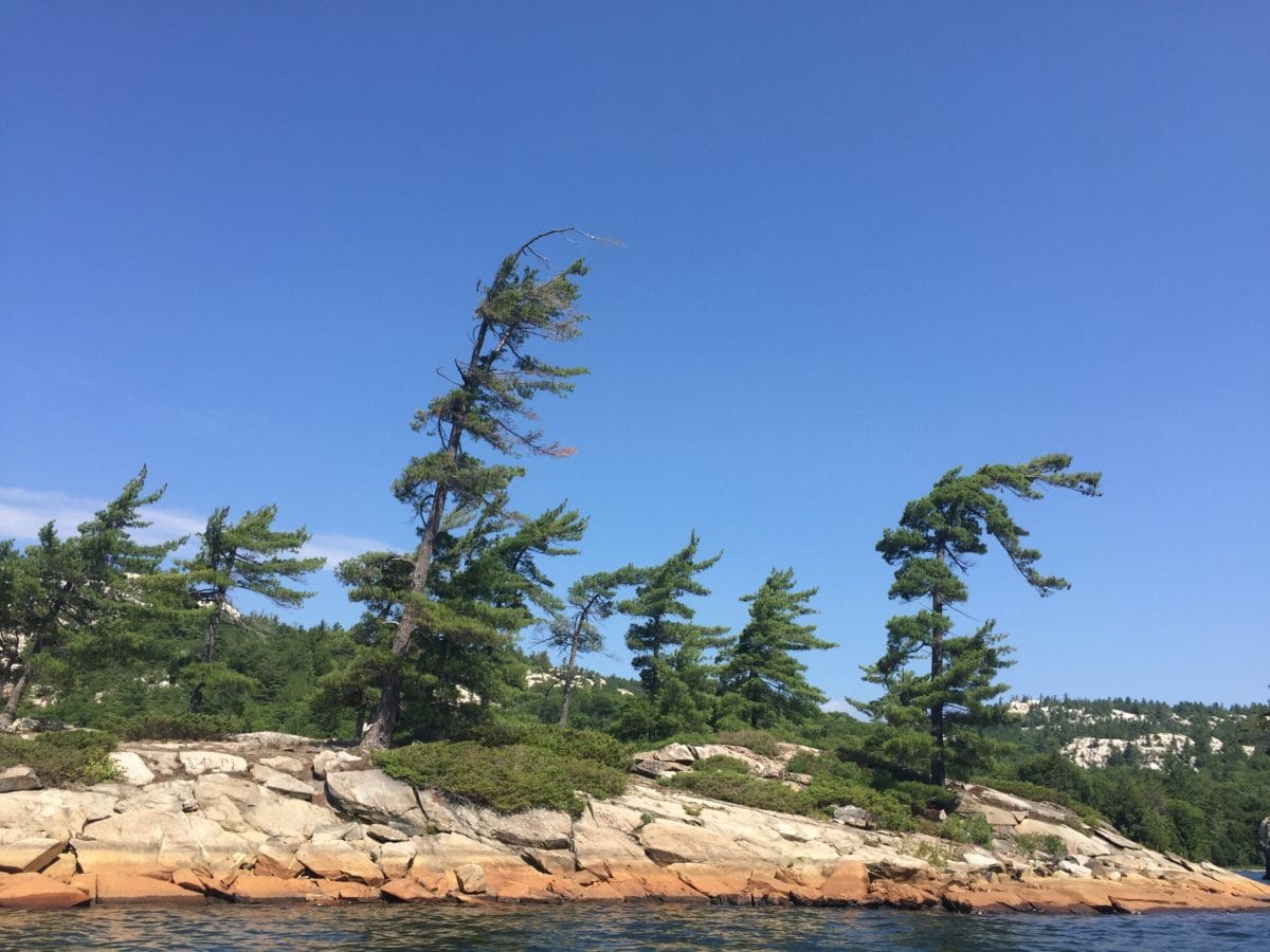 Trees shaped by wind
